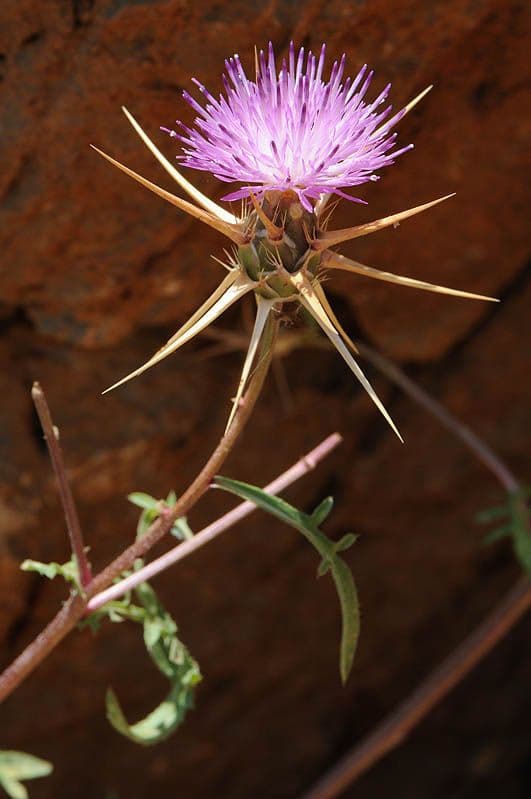 Fiordaliso iberico 6