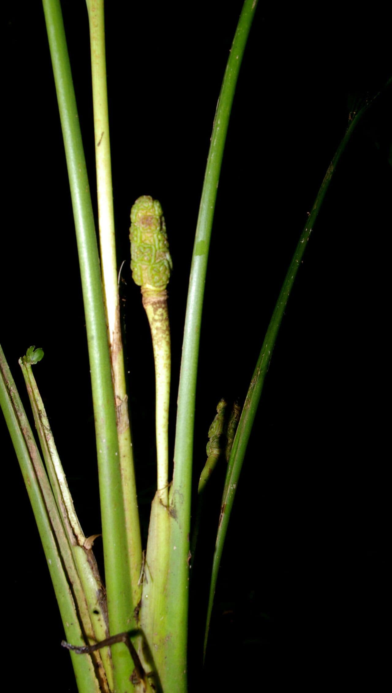 Dicranopygium