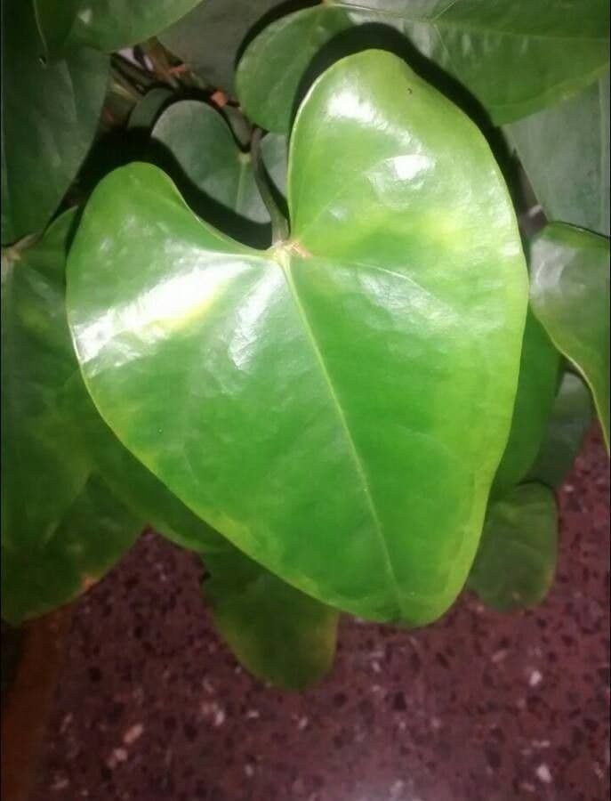 Antúria andreanum 16