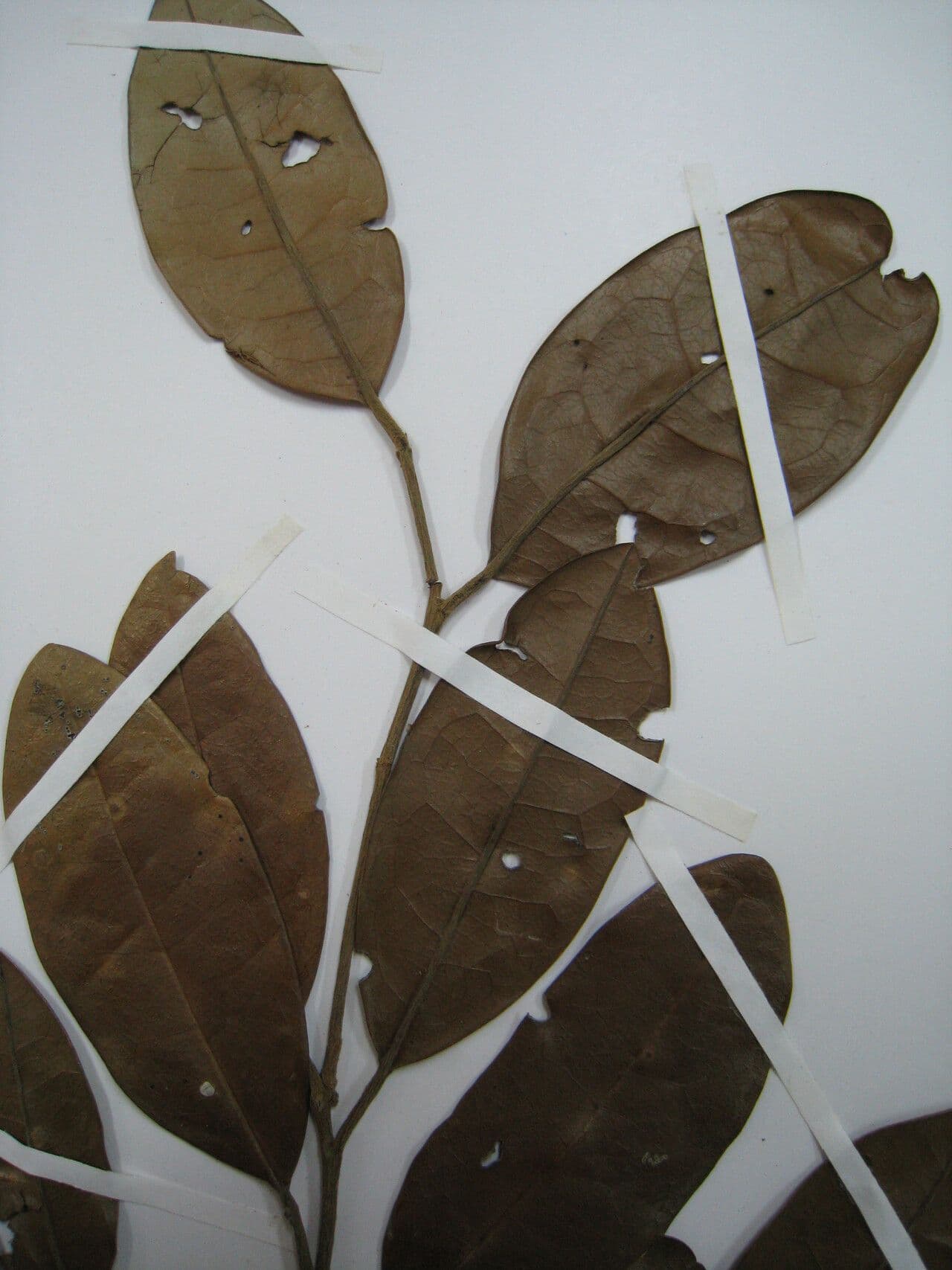 Tapura 7