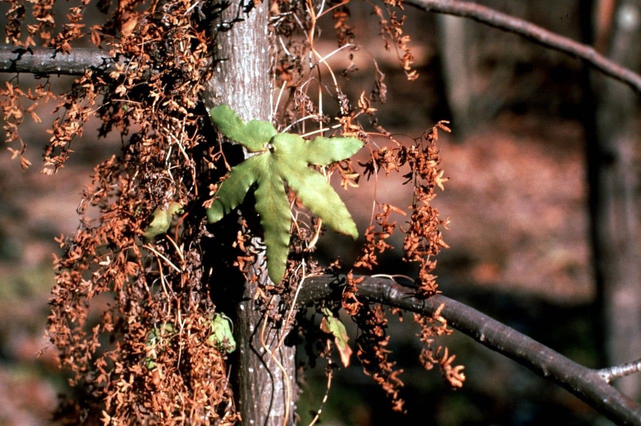 Lygodium palmato 4