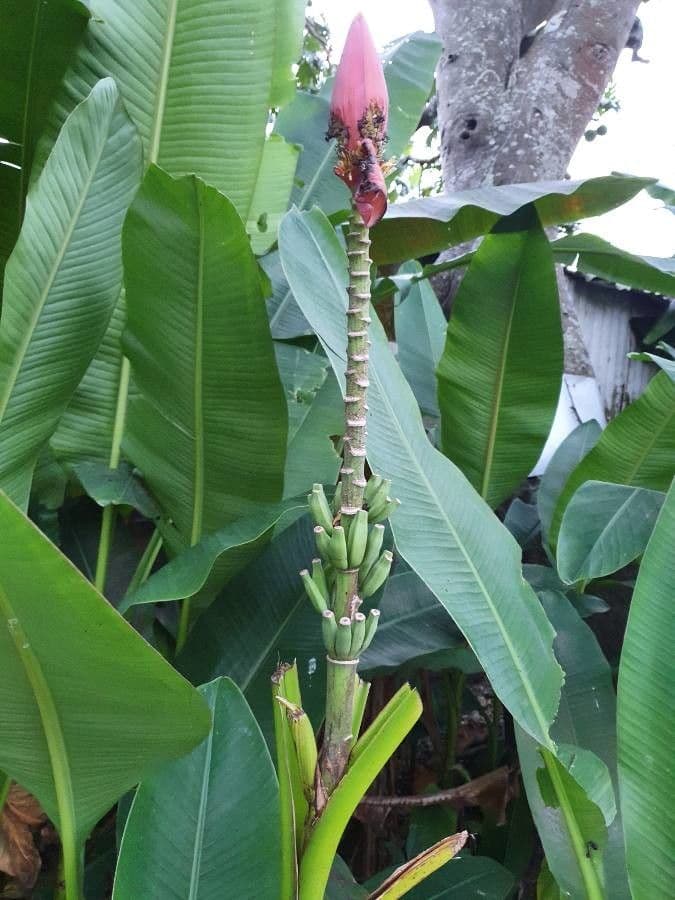 Banan fieristico 13