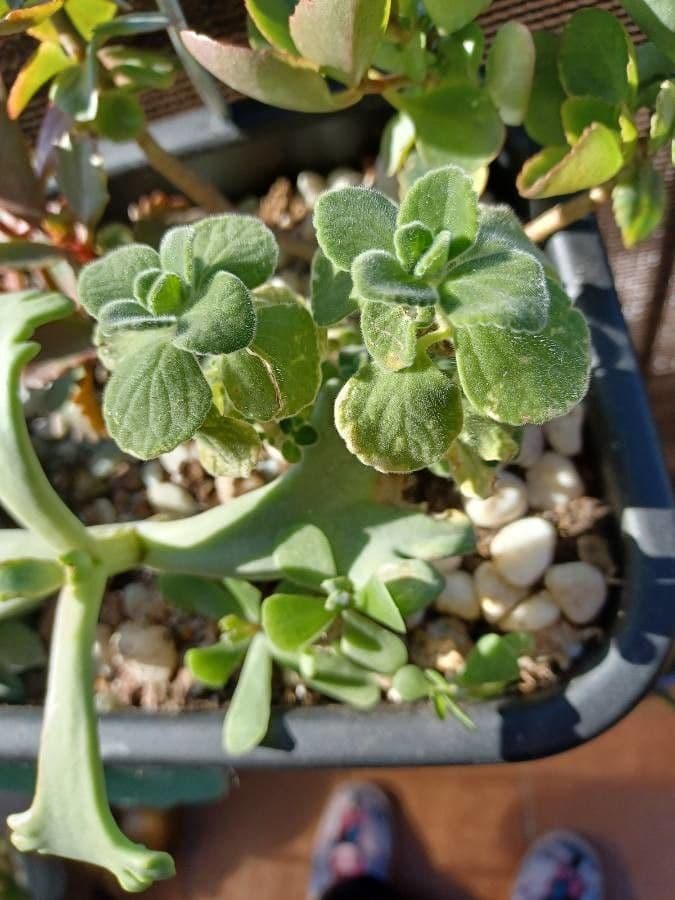 Plectranthus 7