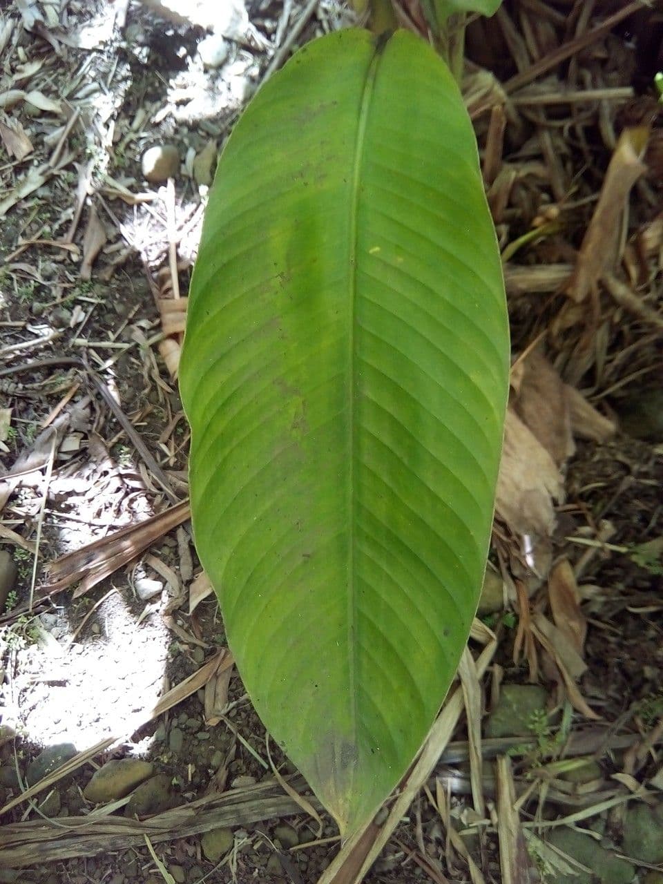 Heliconia eretta 16