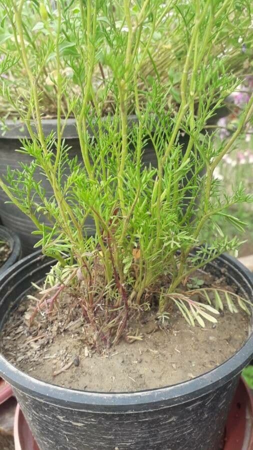 Thymophylla 9
