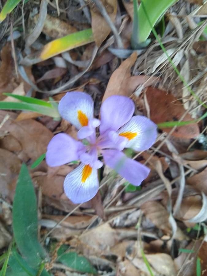 Iris verna