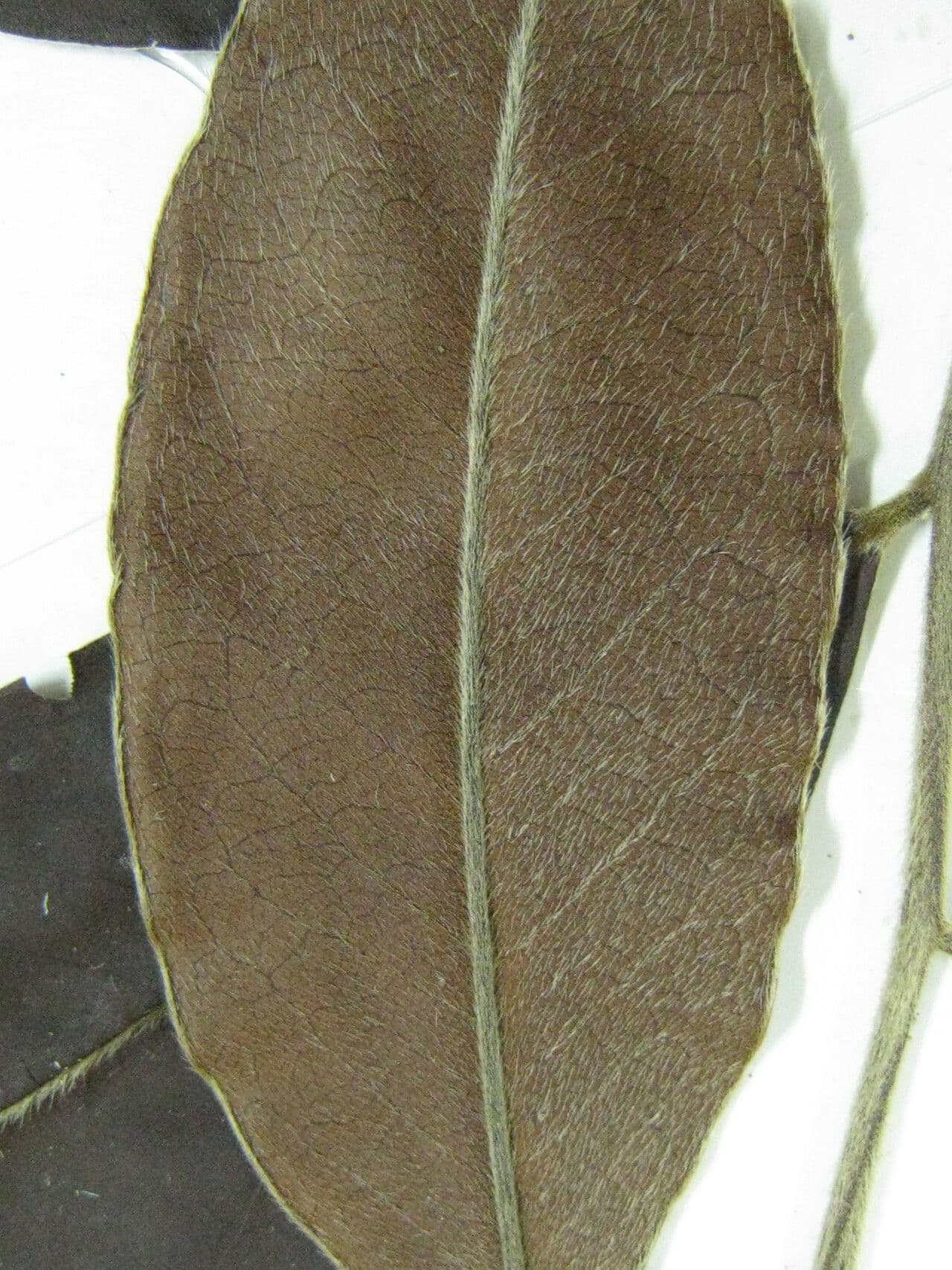 Diospiro sericeo 2