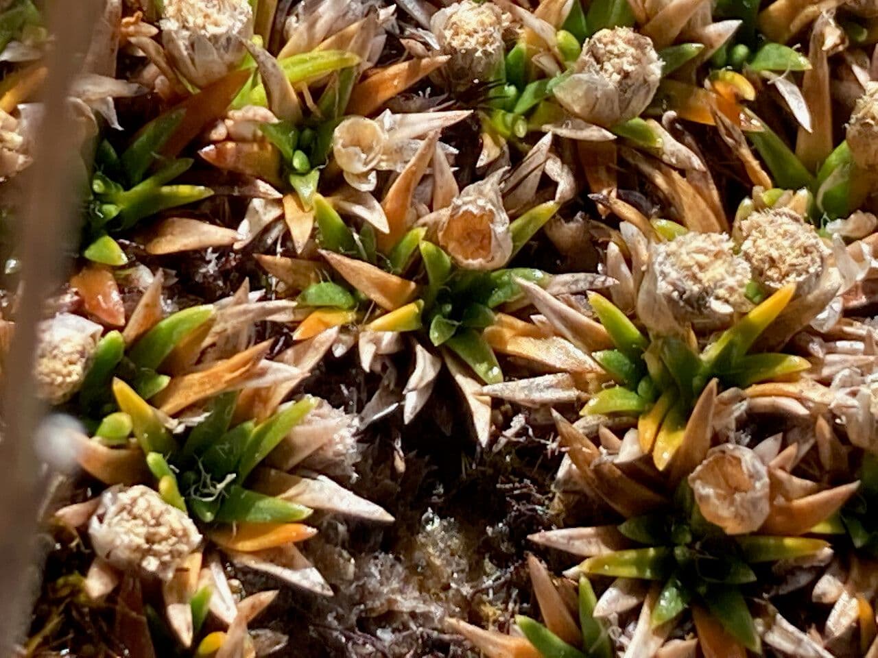Paepalanthus 2