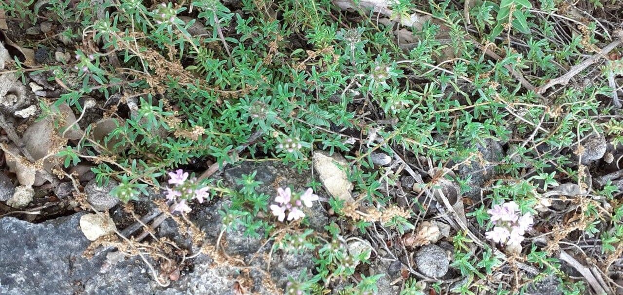Thym à odeur de cumin 11