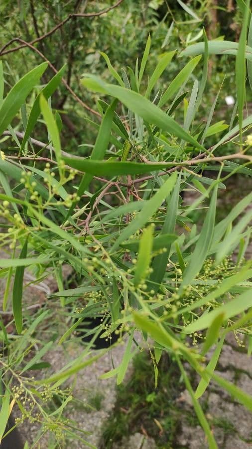 Acacia 3