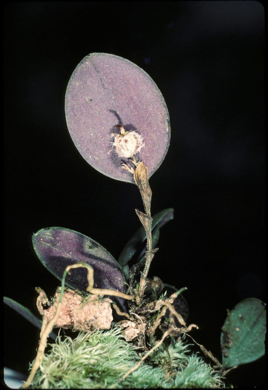 Trichosalpinx 2