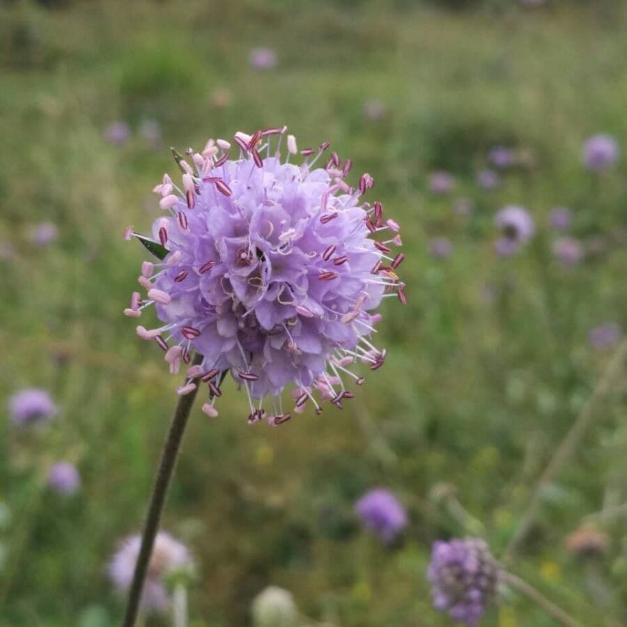 Succisa 7