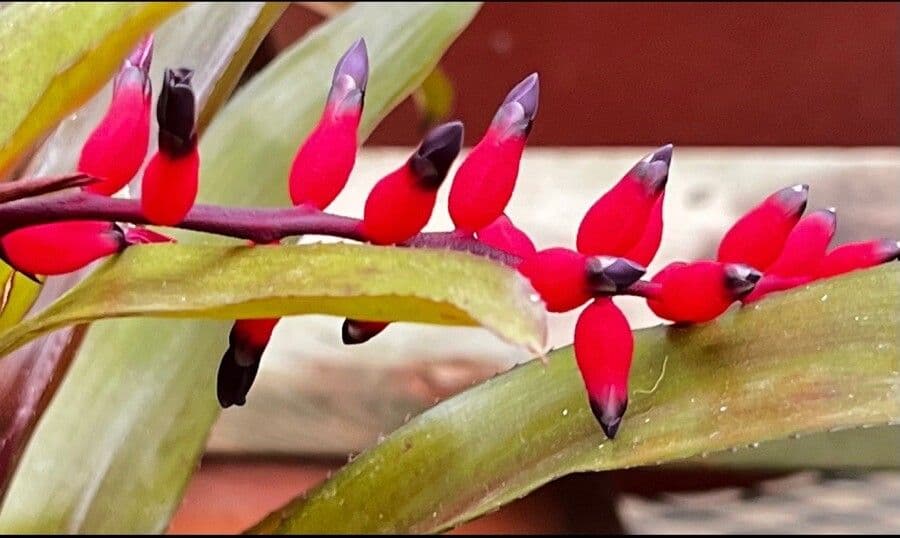 Aechmea 8