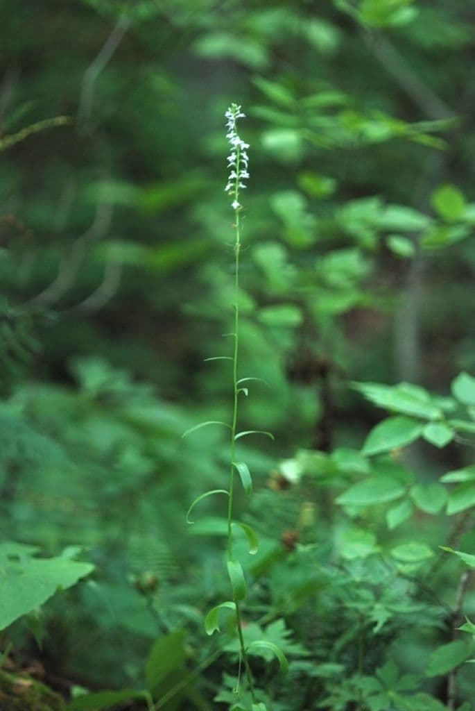 Lobelia spicata 10
