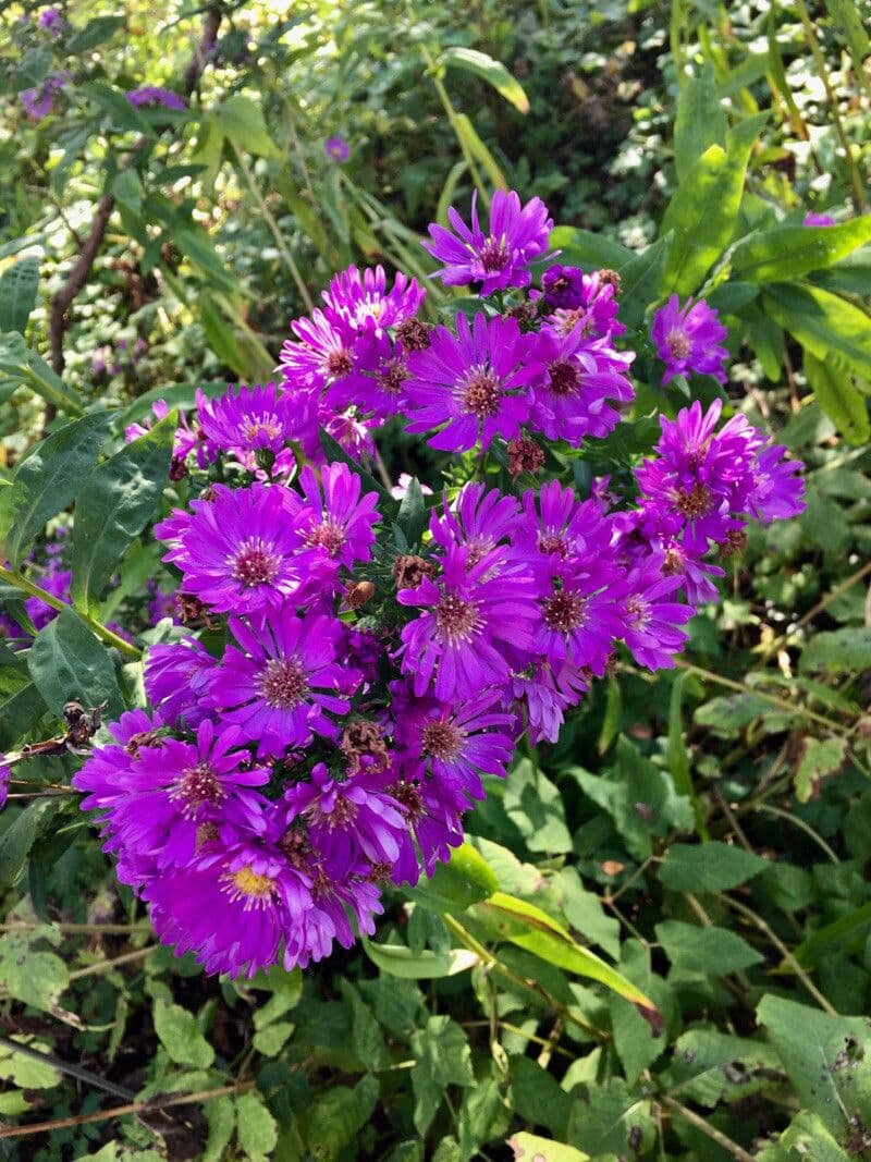 Aster gawędka 26