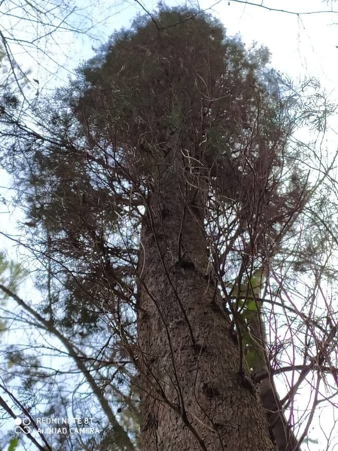 Pouteria guayanensis