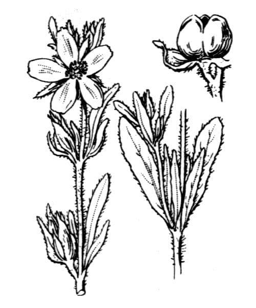 Cisto 26