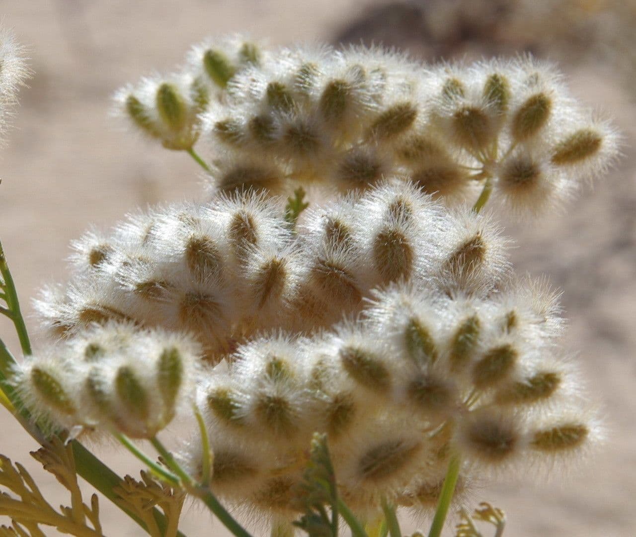 Ammodaucus 5