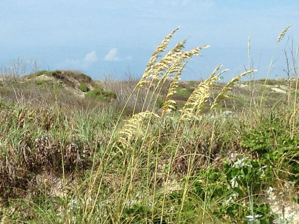 Avena marittima 11