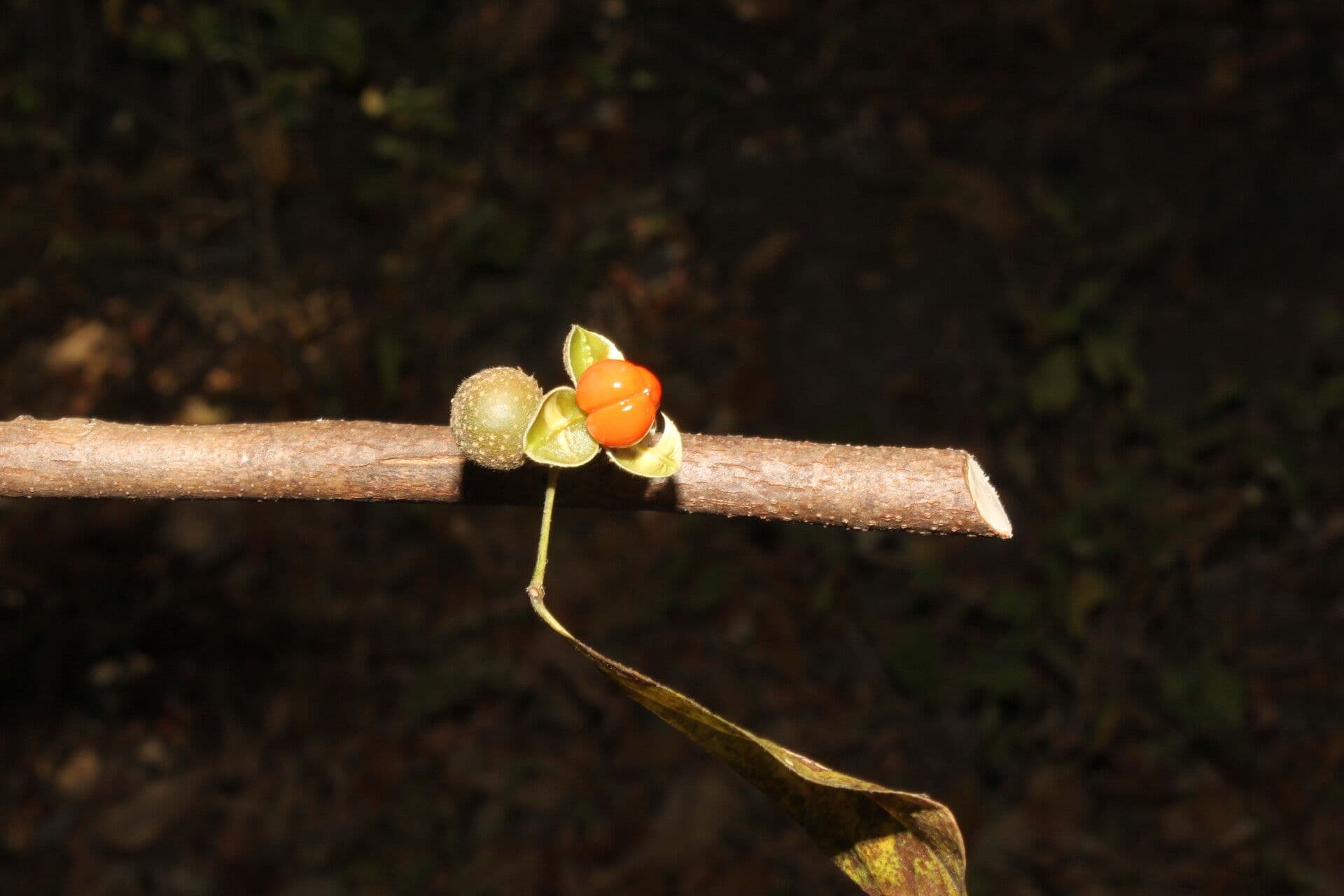 Trichilia 4