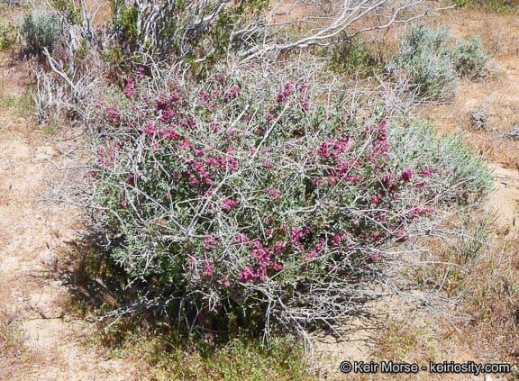 Grayia spinosa 15