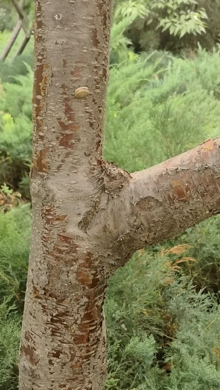 Pesco 12