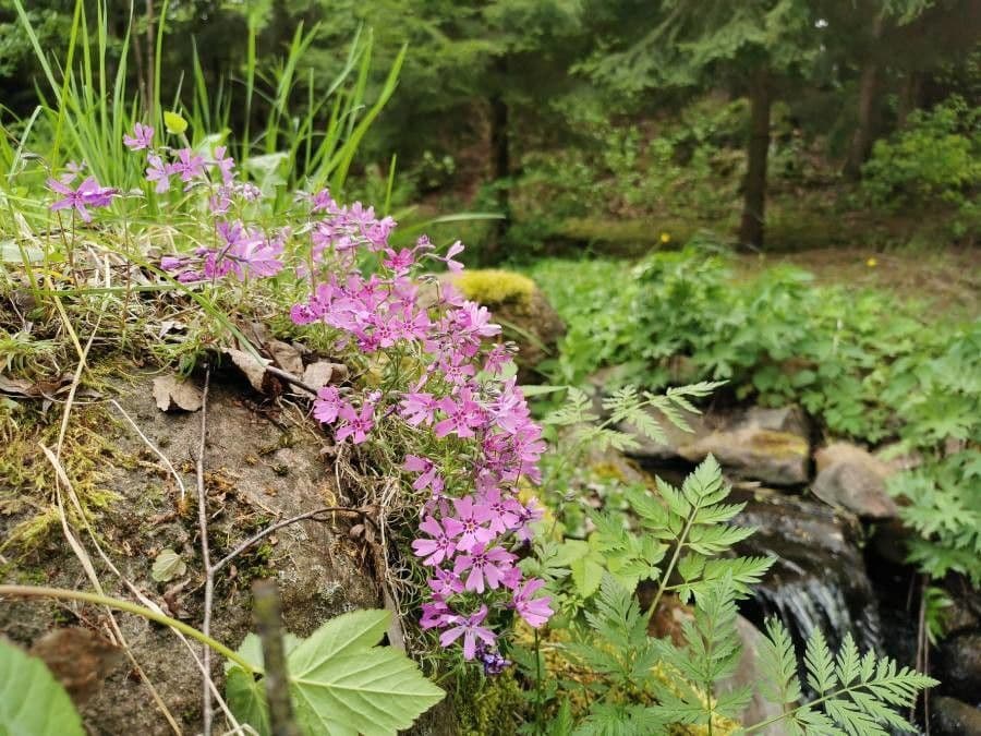Silene a cuscinetto 13