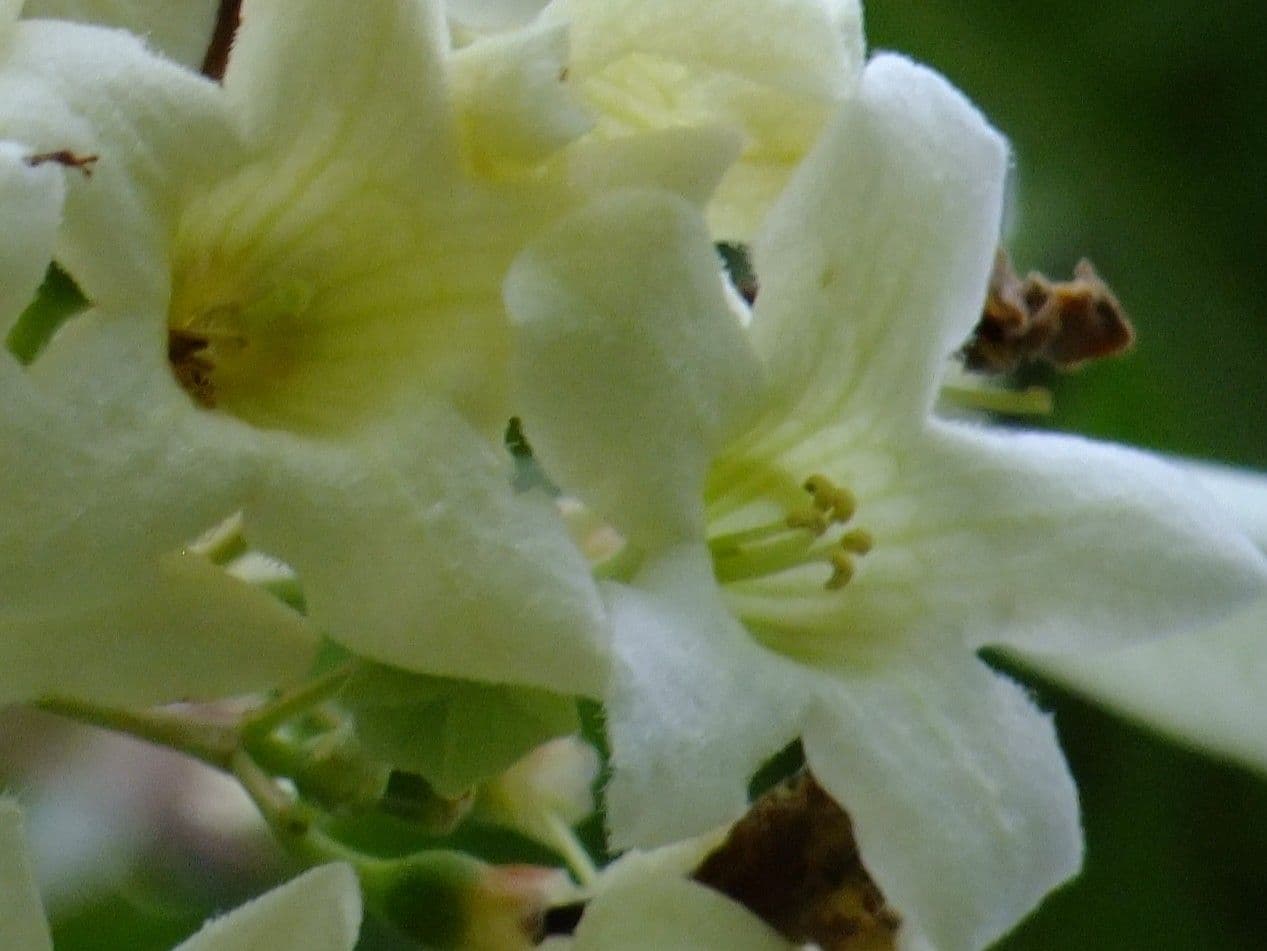 Emmenopterys