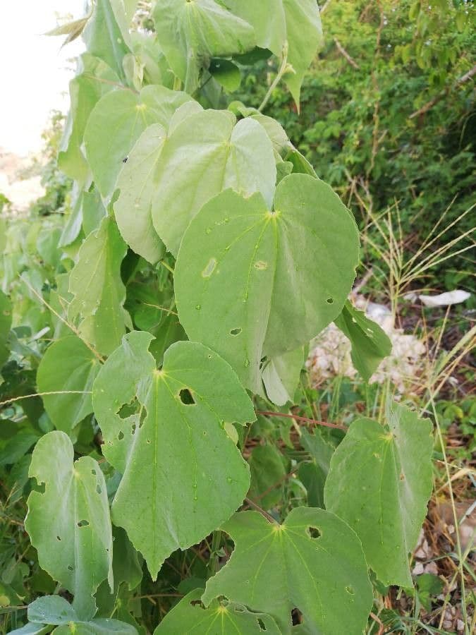 Abutilon trojbrázdý 2
