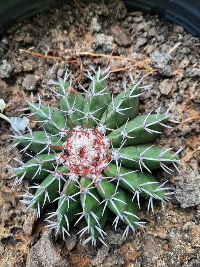 Melocactus 18