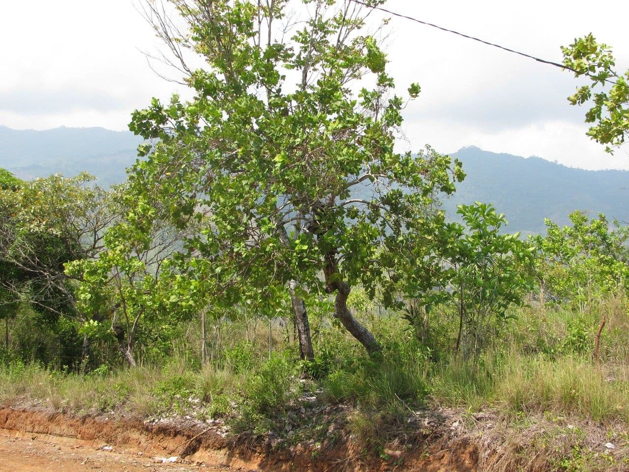 Curatella americana 12