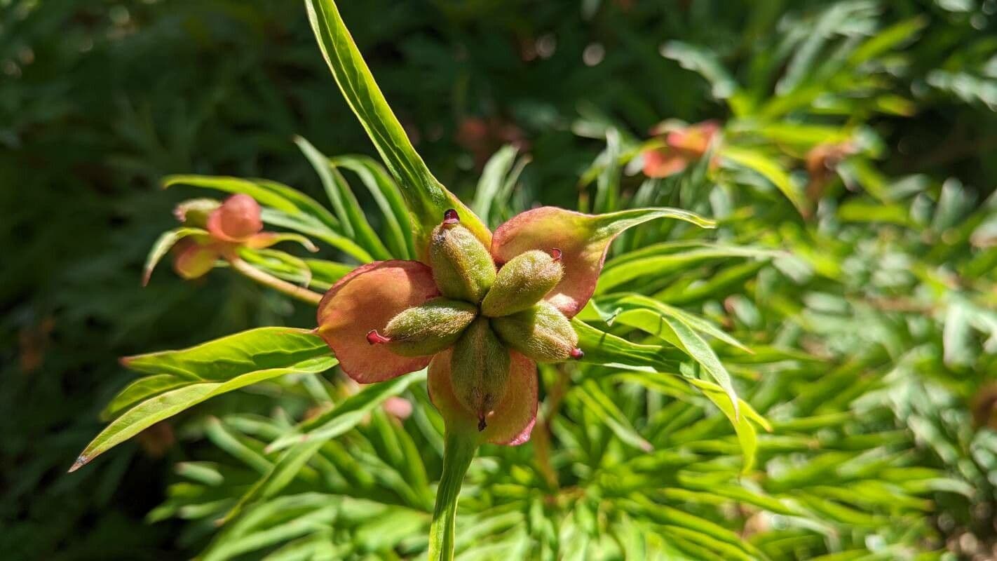 Peonia anomala