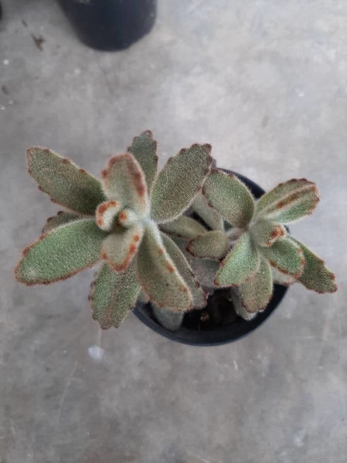 Pianta panda 10