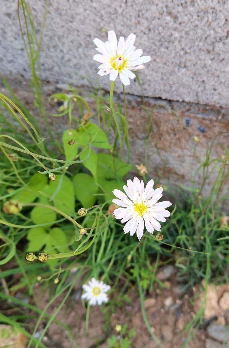 Pinaropappus roseus 6