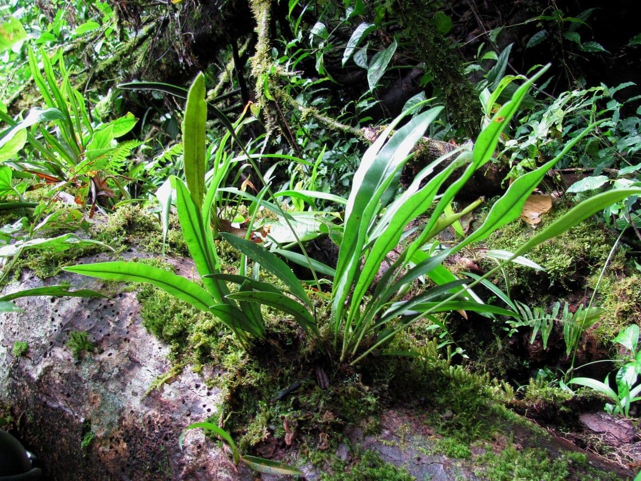 Elaphoglossum