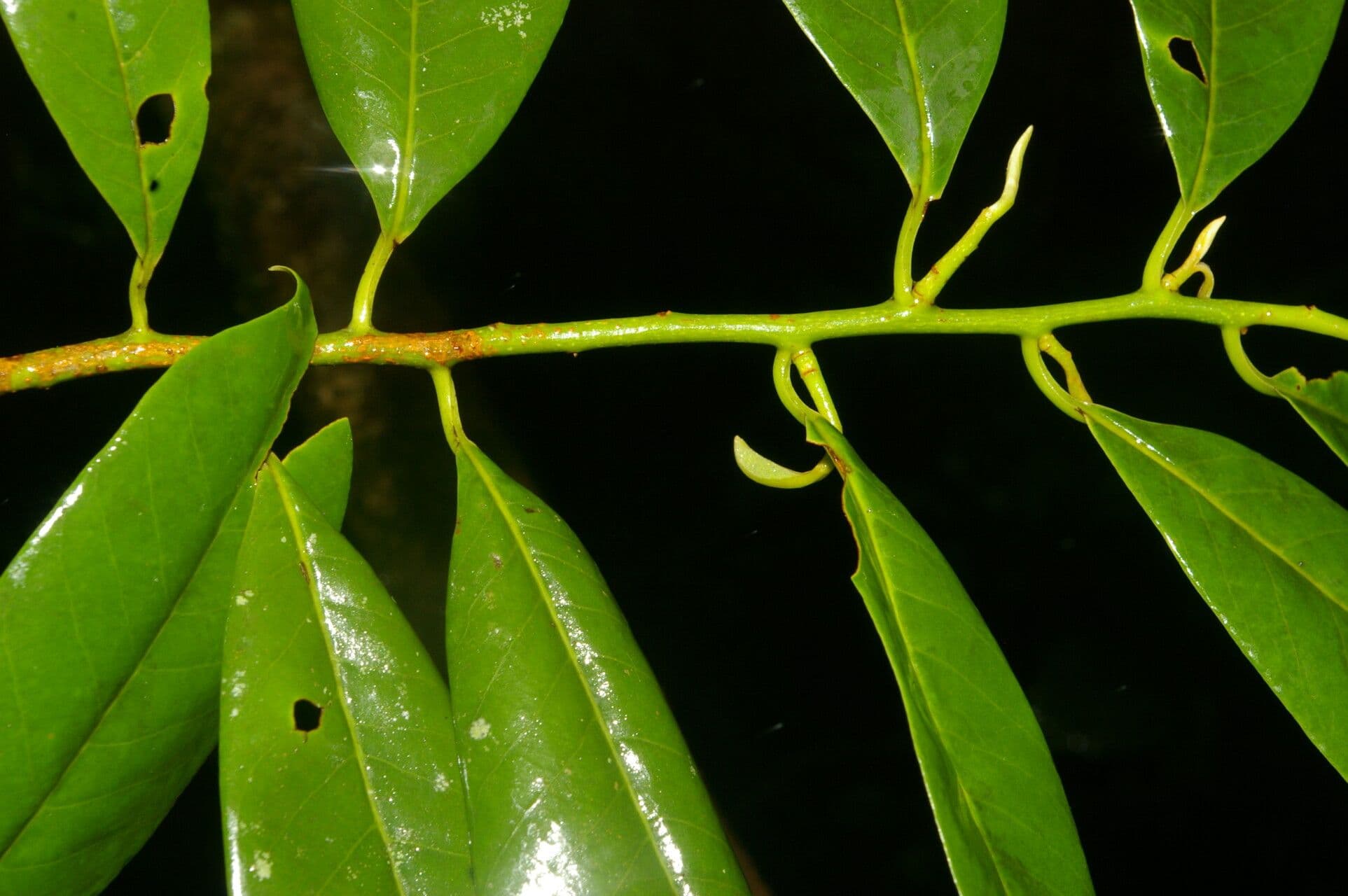 Virola 6