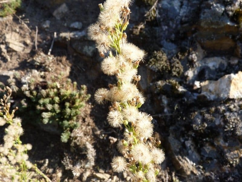 Erigeron di Blake 2
