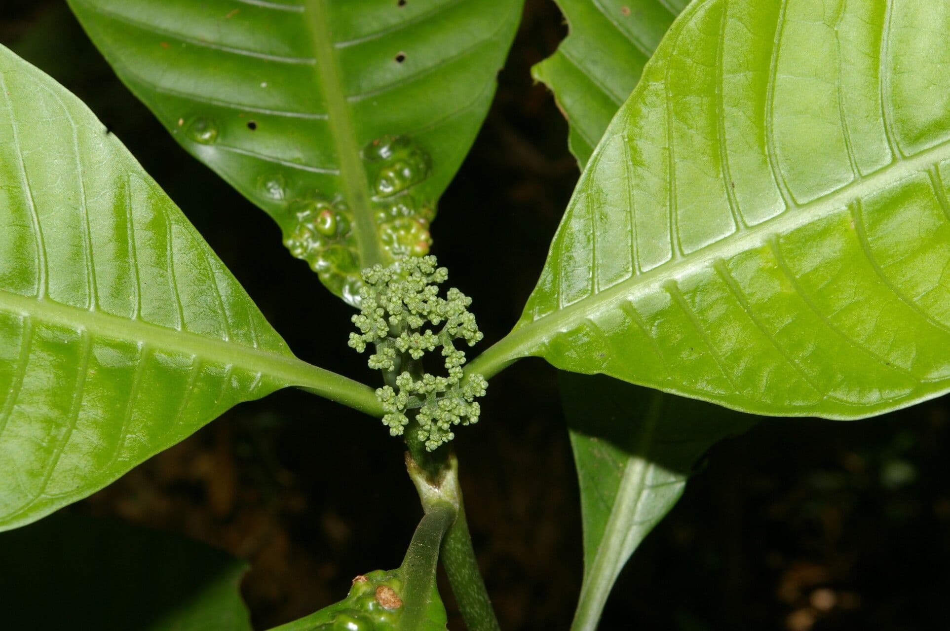 Psychotria 6