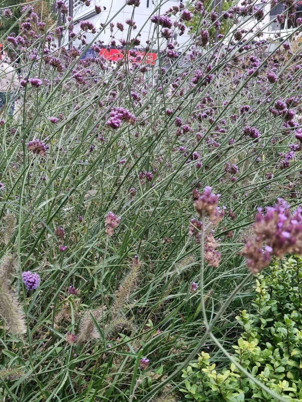 Verbena di Buenos Aires 27
