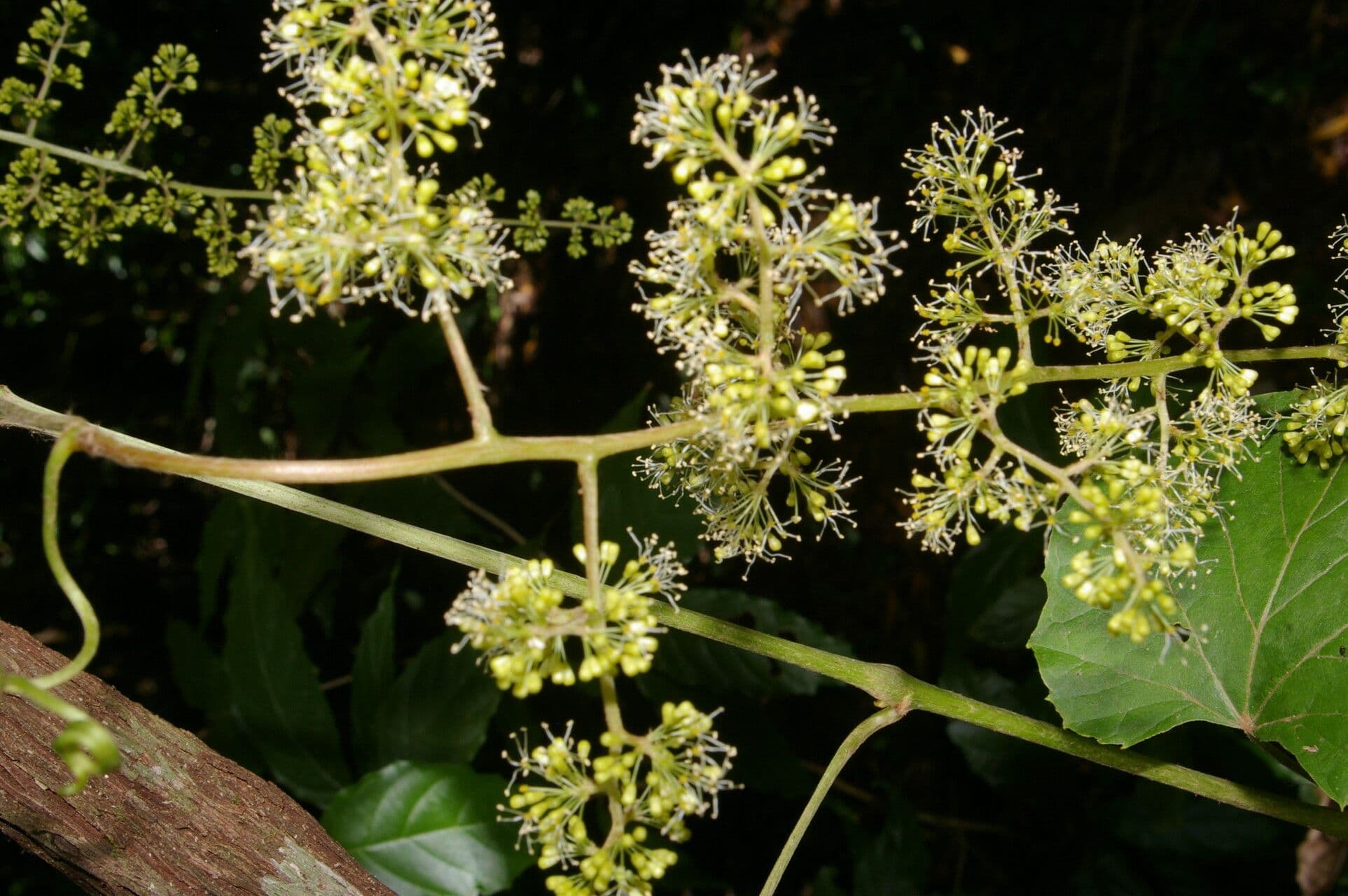 Vitis tiliifolia 11