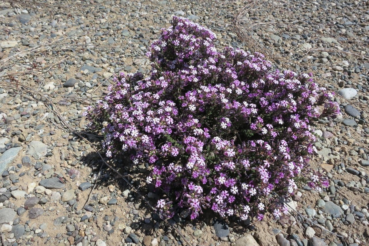 Junellia 3
