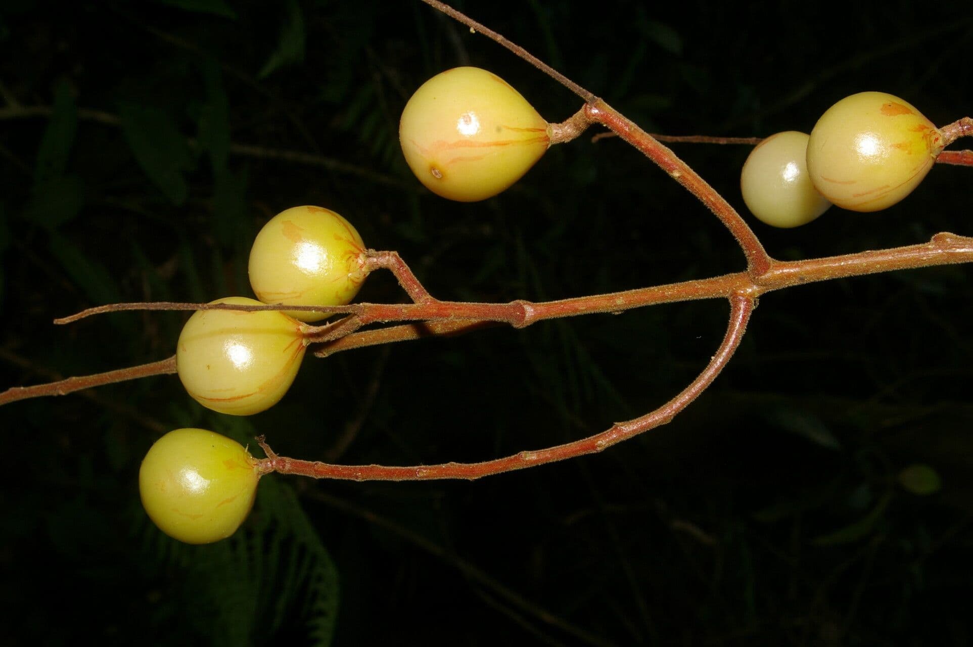 Meliosma 3