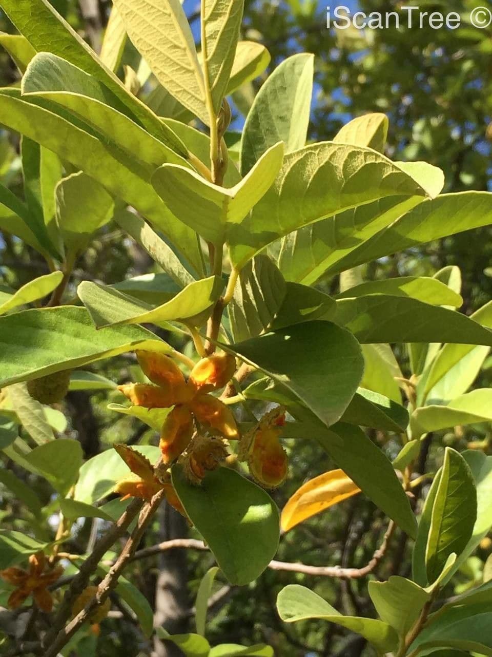 Kiggelaria africká 6