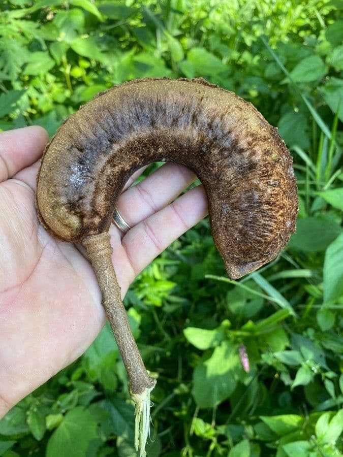 Inga sessilis 3