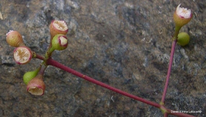 Syzygium 3