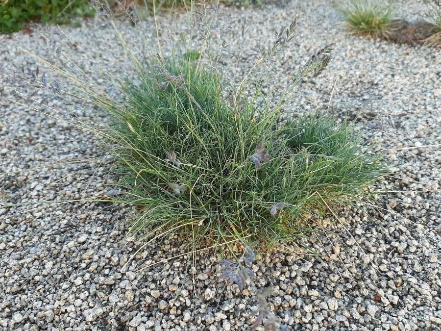 Festuca 4