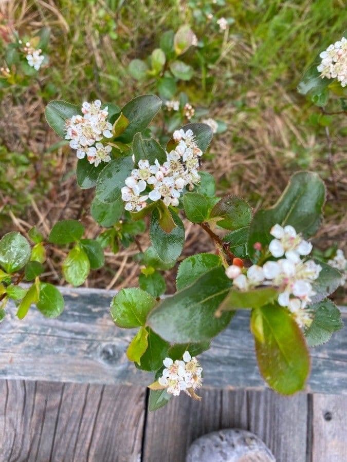 Aronia nera 7