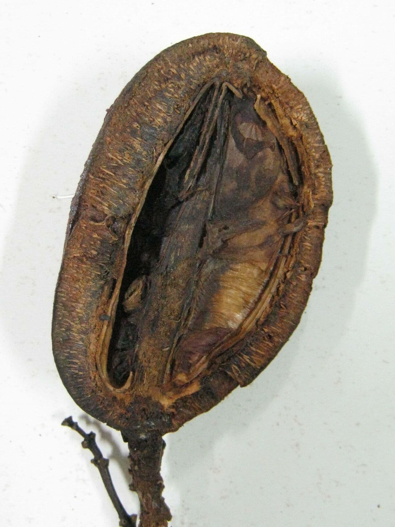 Qualea 18