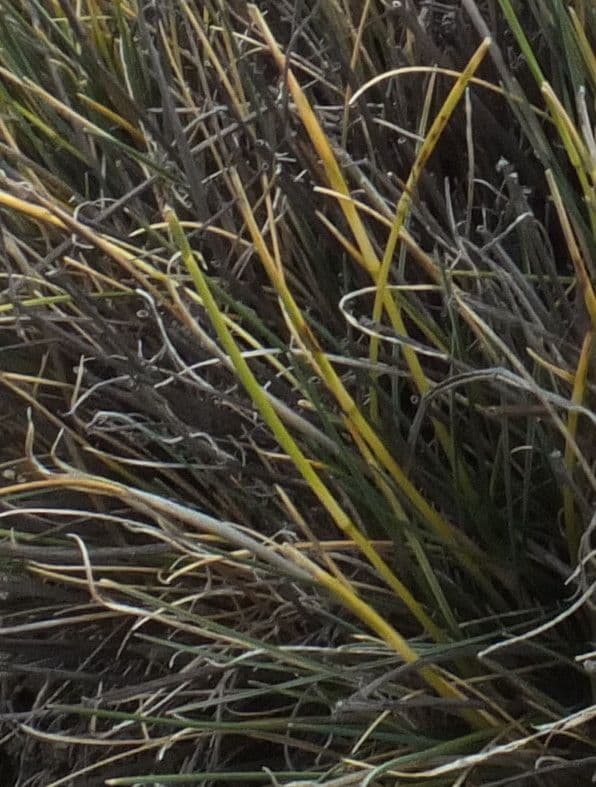 Festuca 4