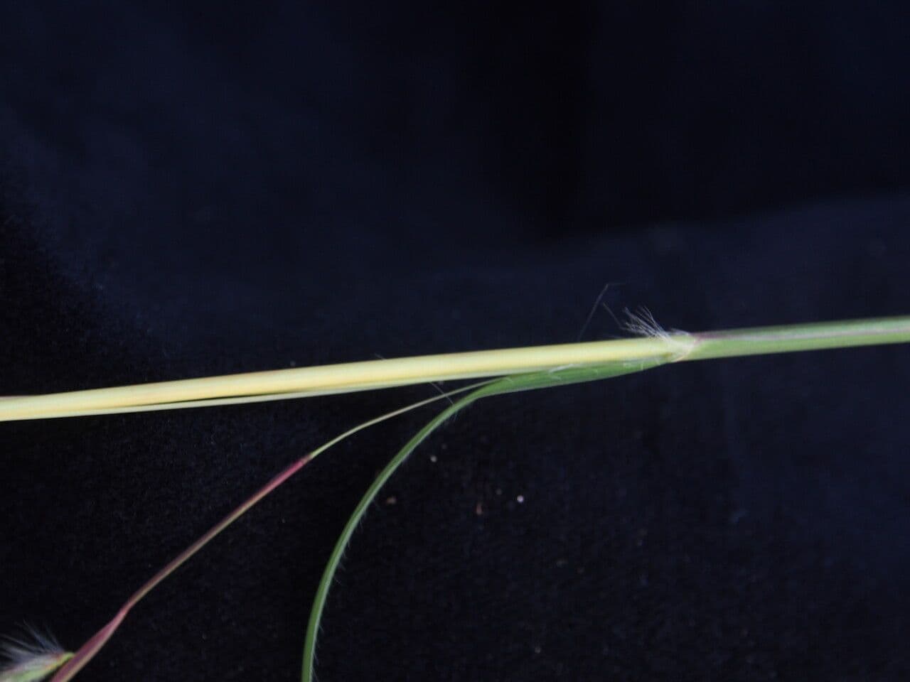 Themeda